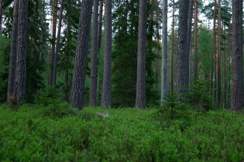 a field with some very tall trees and grass