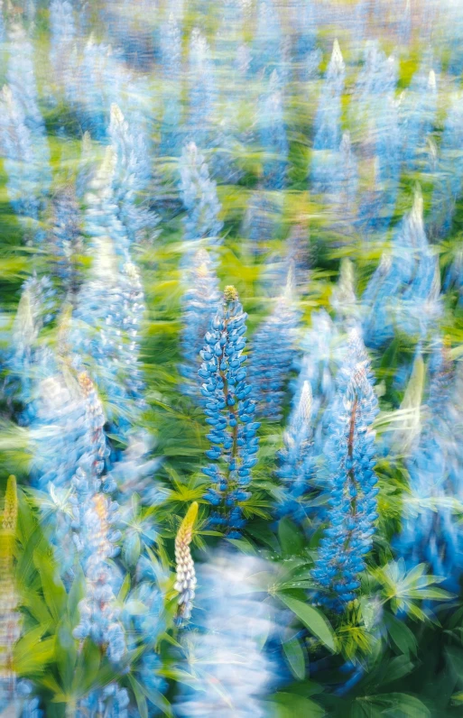 a blue and green forest of flowers