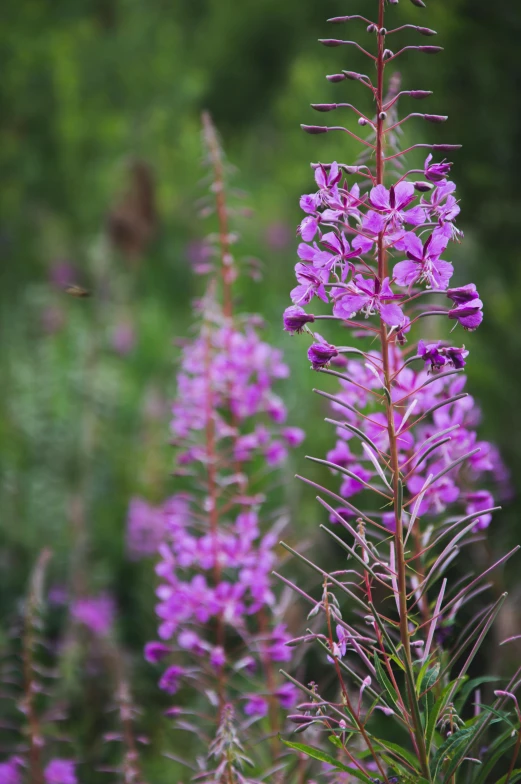 a very pretty purple plant with little pink flowers