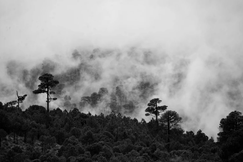 an image of black and white po of trees