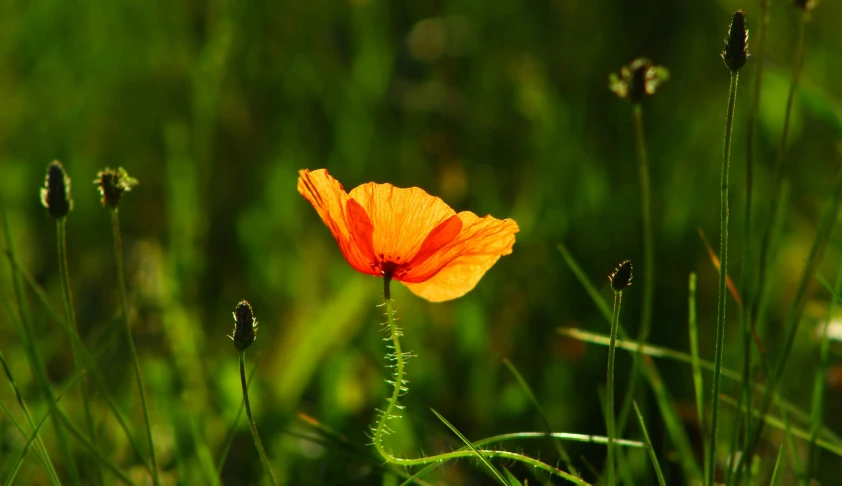 a single poppy standing alone in a field of grass