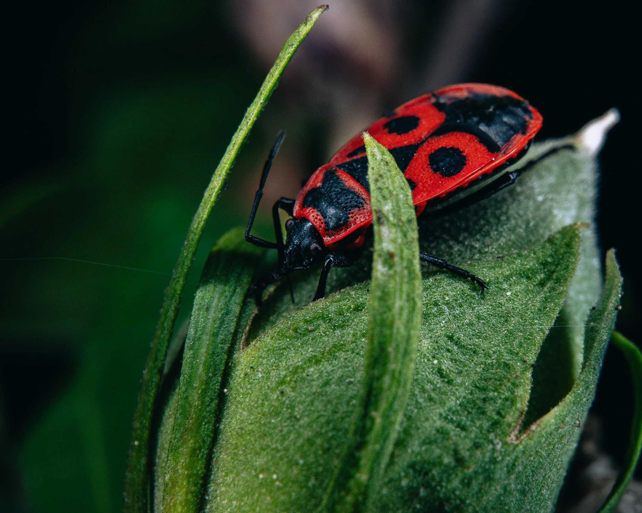 a red bug sits on top of a blade of grass