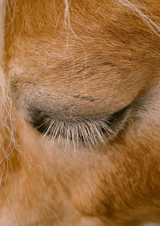 an animal with shiny hair has brown markings on its face