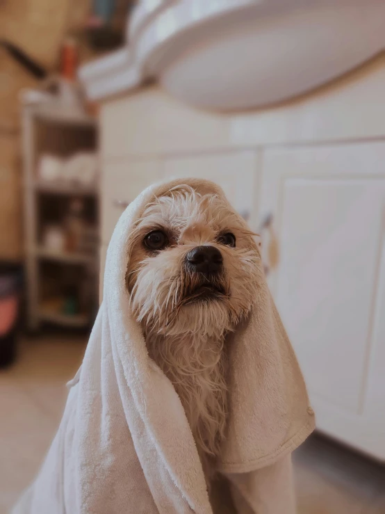 a small dog sits under the towel in a bathroom