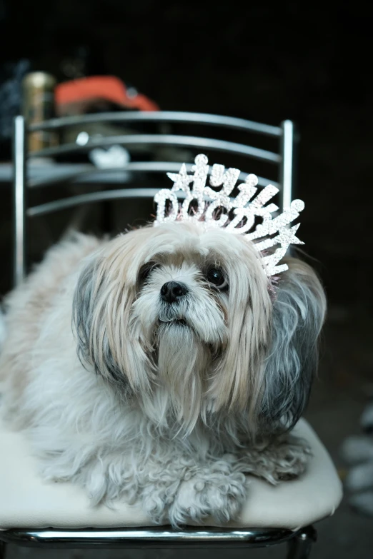 a dog sitting on top of a metal chair