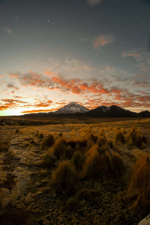 a desert with grass and mountains in the background