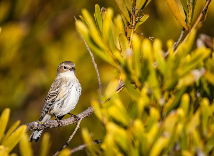 small bird perched on a nch with small leaves