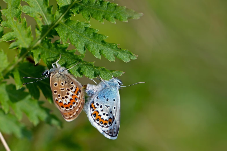 two erflies with orange spots are on a green leaf