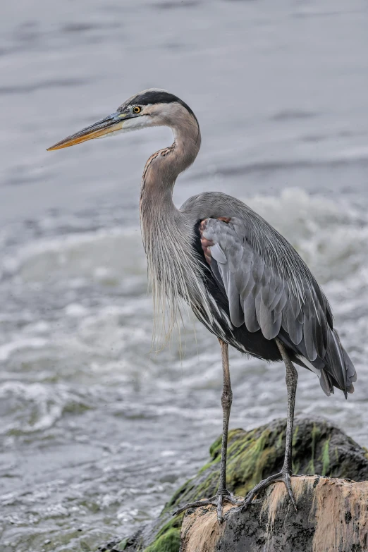 the heron stands on the rock in the water