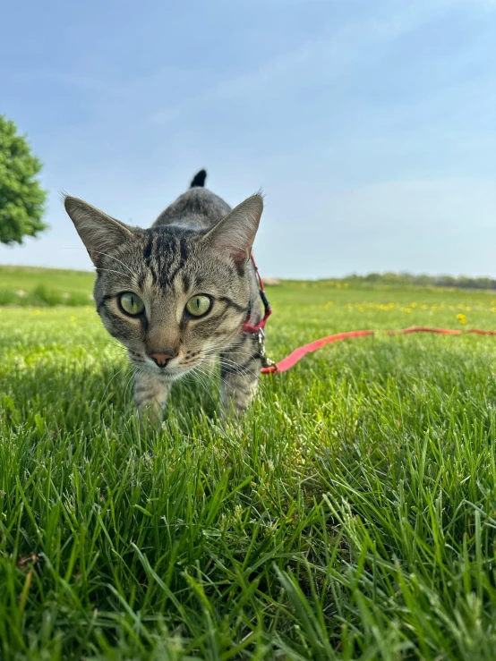 a cat looks over the edge of a grassy field