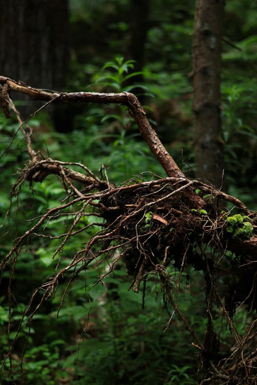 the nches of trees that have been bent over and are in the middle of a forest