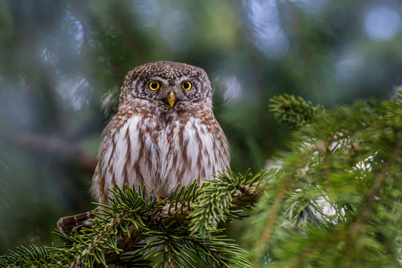 an owl perched in a pine tree with very large eyes