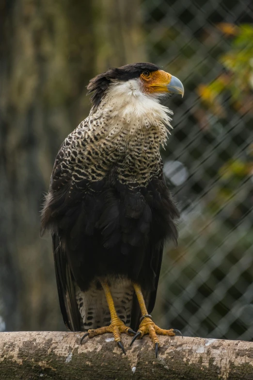 a close up view of an eagle sitting on a tree nch