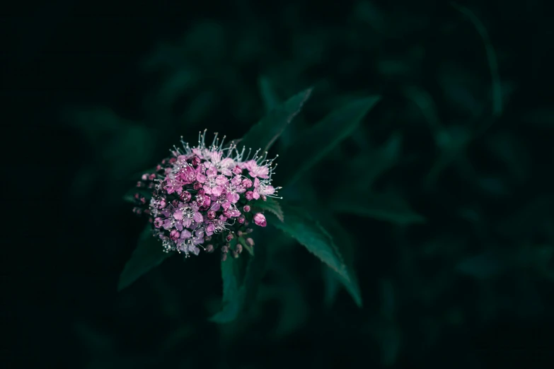 a pink flower is seen against a dark background