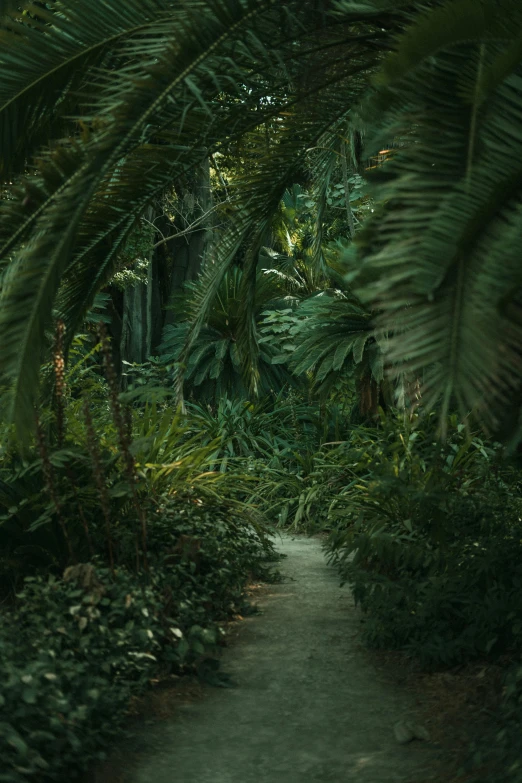 an outdoor path surrounded by lots of trees and foliage