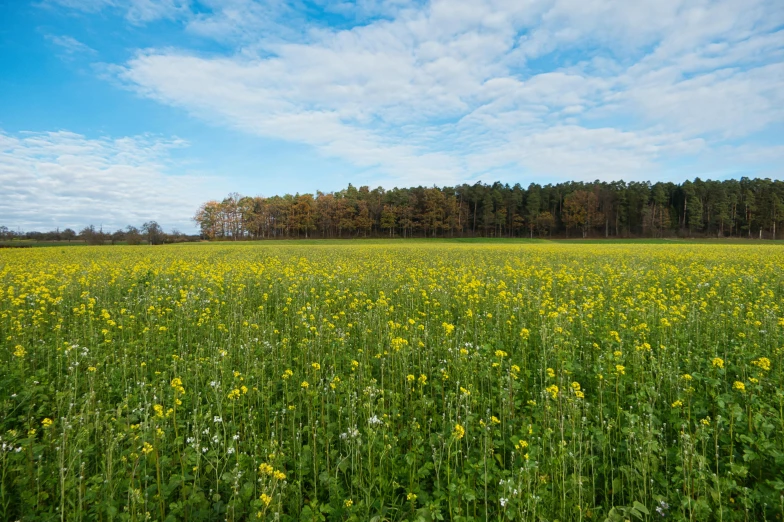 large field with yellow flowers and trees in background