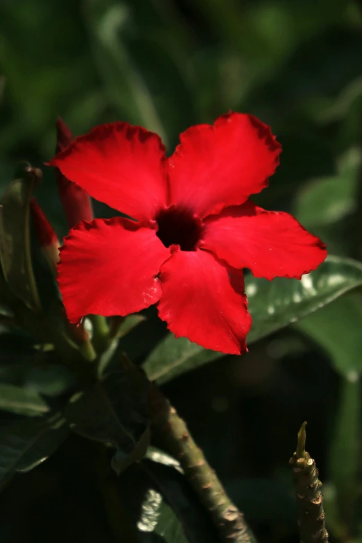 a red flower with leaves and leaves around it