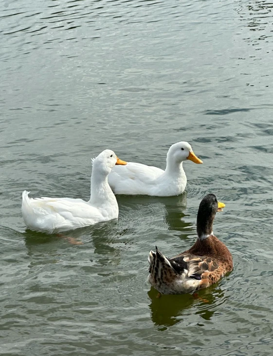 two ducks floating next to each other in the water