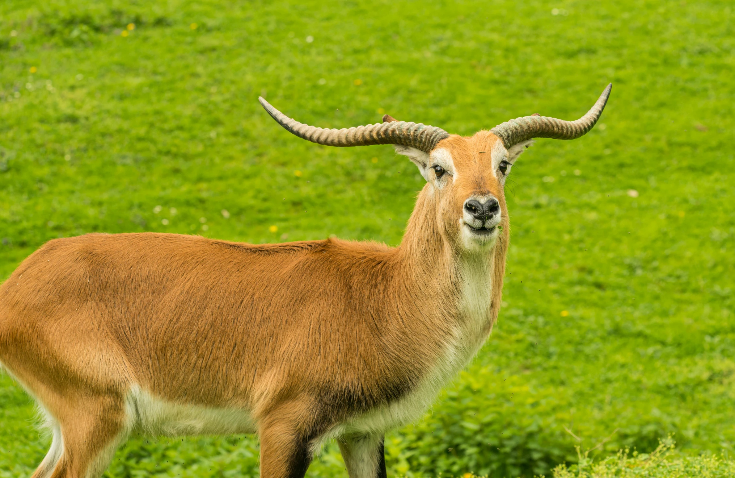 an animal with long horns standing in the grass