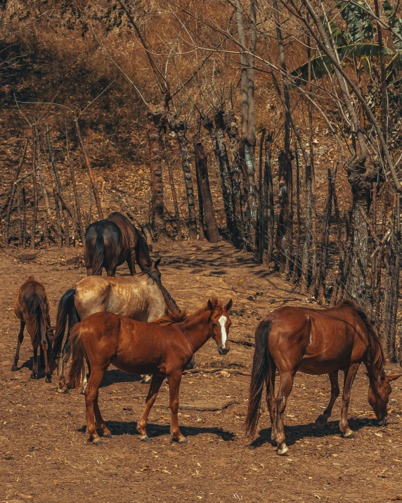a group of horses are eating in the field