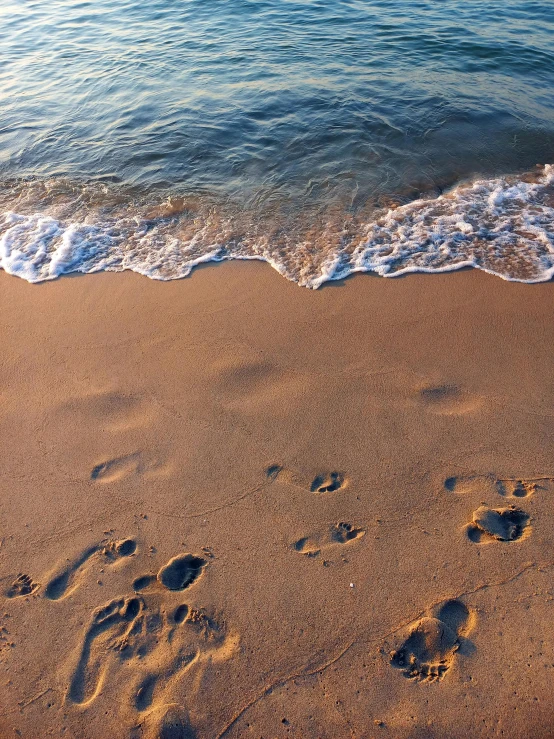 the beach has footprints of a dog and a wave coming in