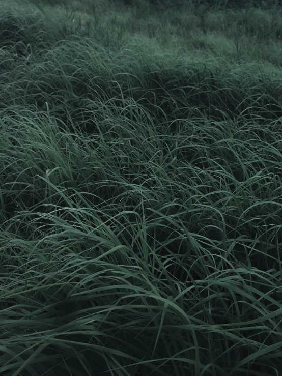 a green grassy field that has weeds growing on it