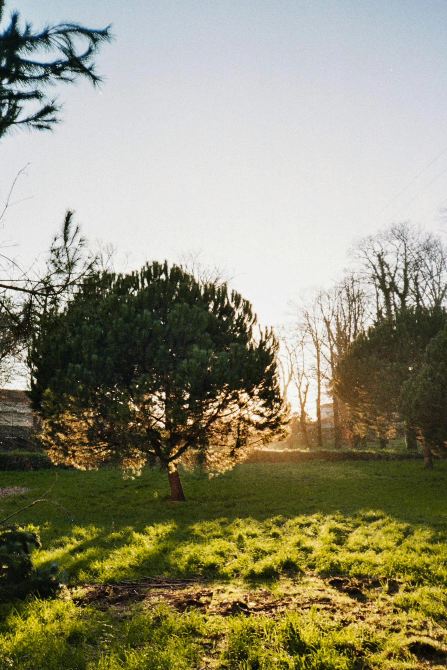 a field with trees and grass and a sky background