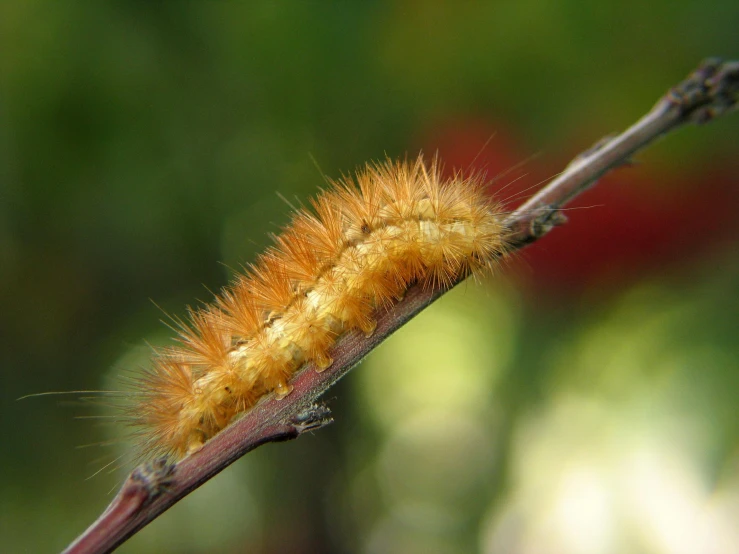 a close up of a plant with a caterpillar on it's stem