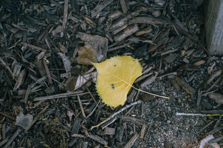 a yellow leaf is laying on the ground in a wooded area