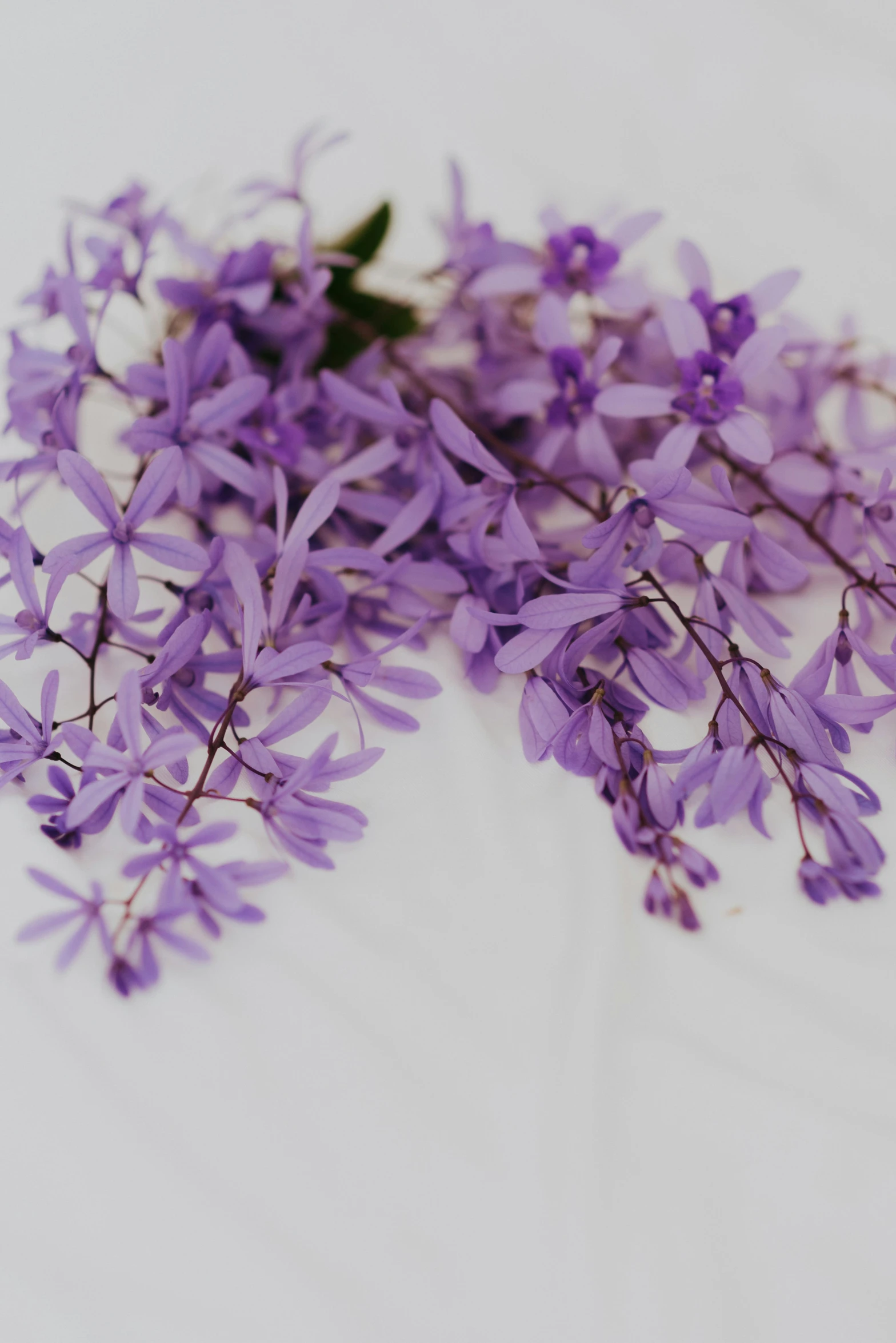 a small pile of lavender flowers sitting on a white table cloth