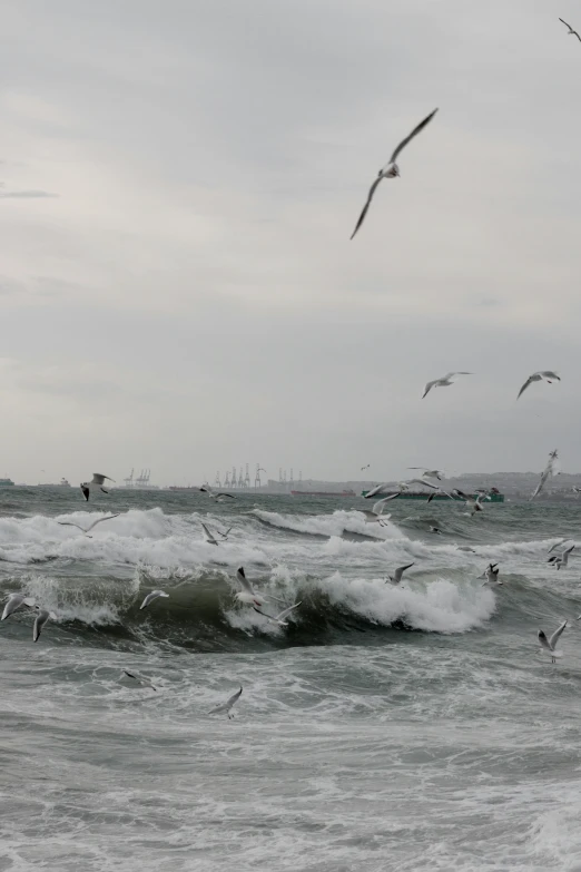 a flock of seagulls flying over a wave