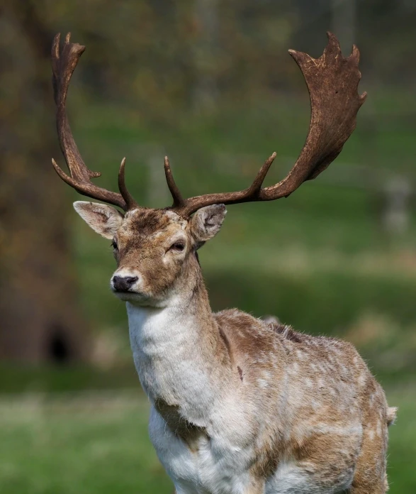 this is a pograph of a white - tailed deer