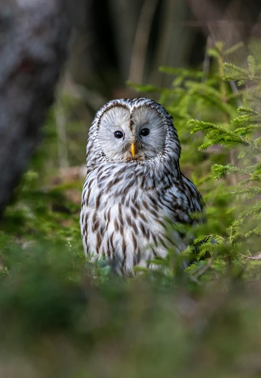 an owl looking directly at the camera in the forest