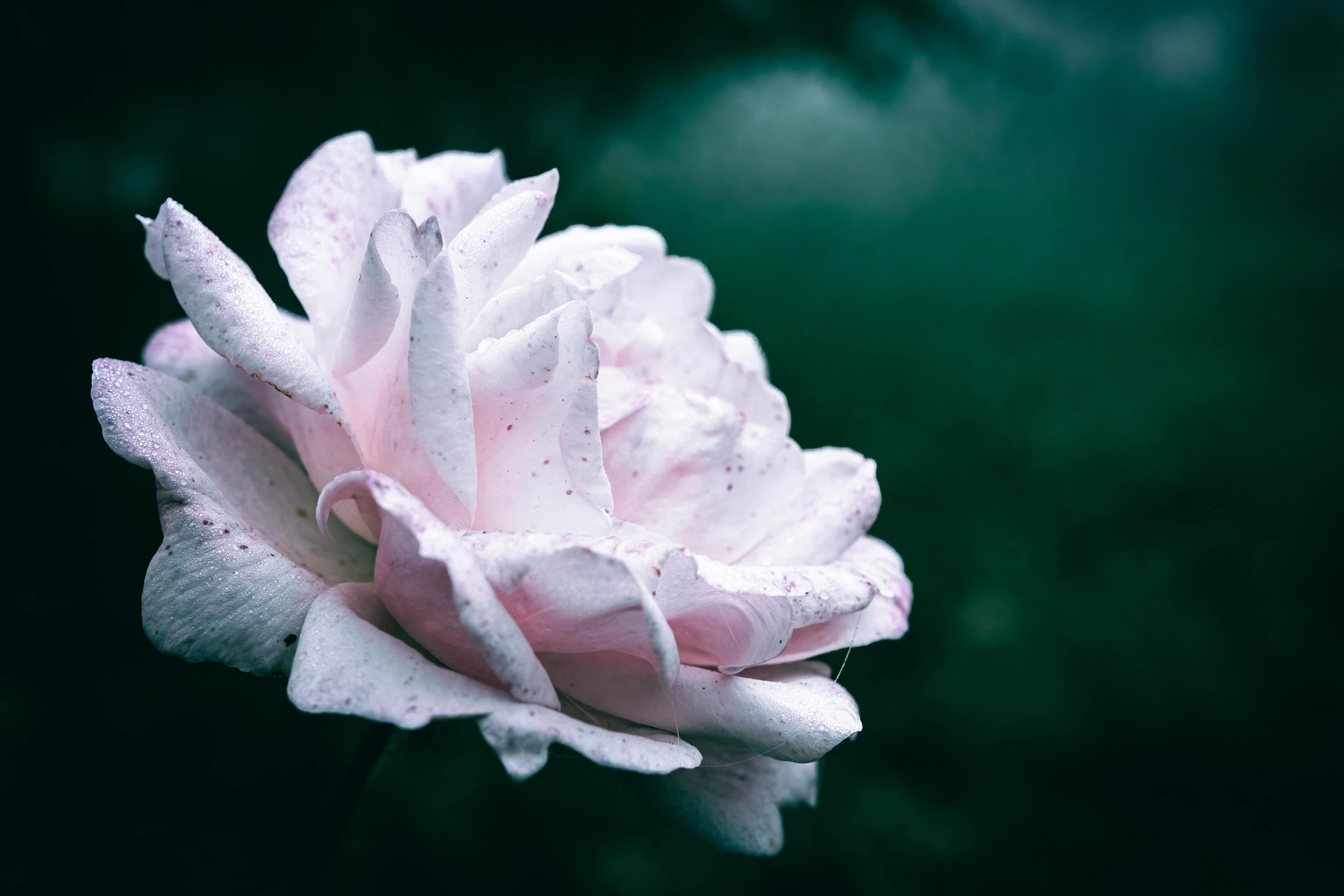 a flower that has water droplets on it