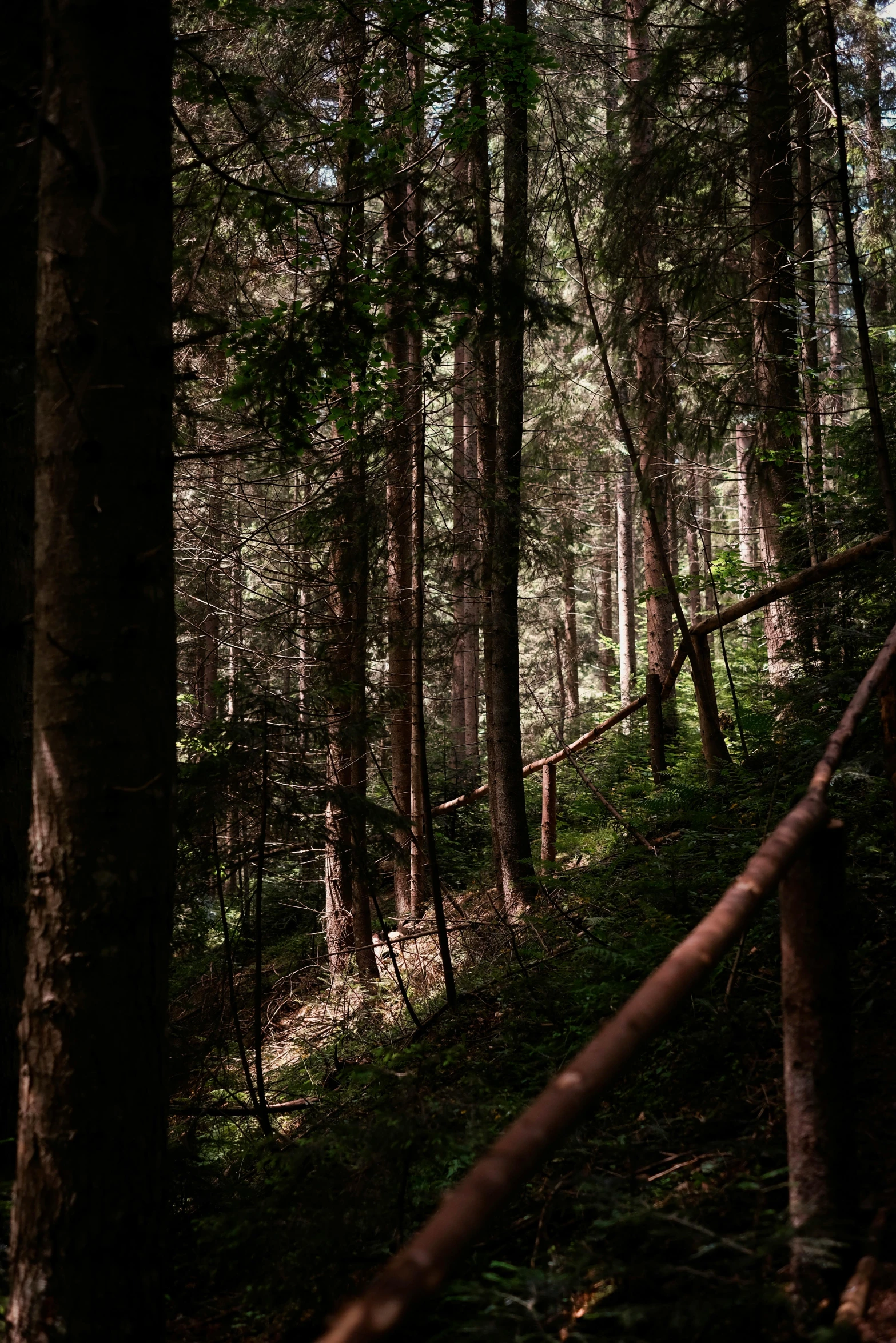 a forest filled with lots of trees and lush green floor