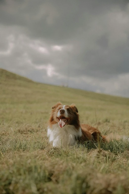 a dog laying in the grass in a cloudy sky