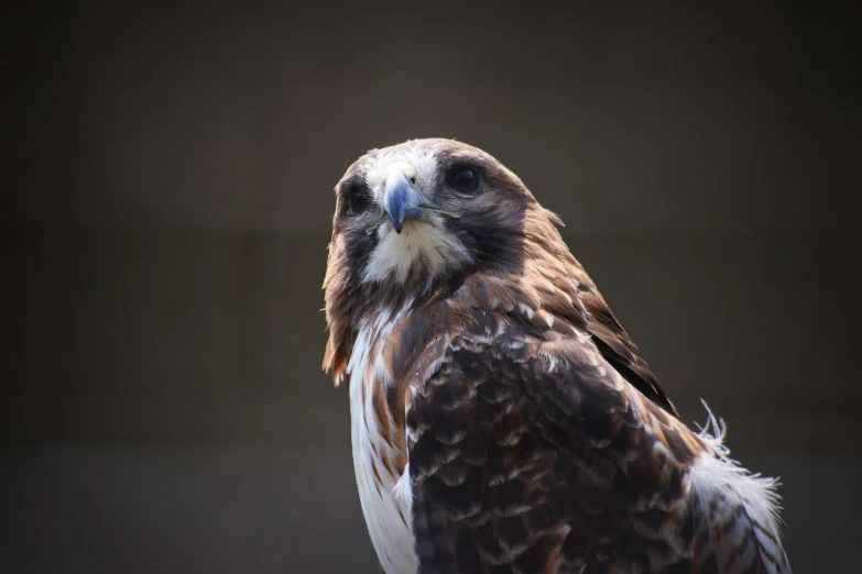 an eagle is sitting on the arm of someone