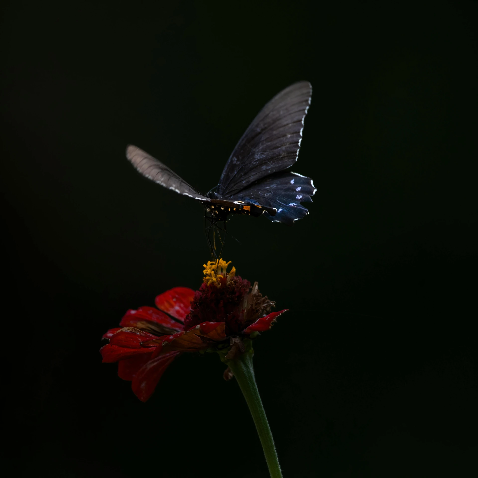 a blue and black erfly on a flower in the dark