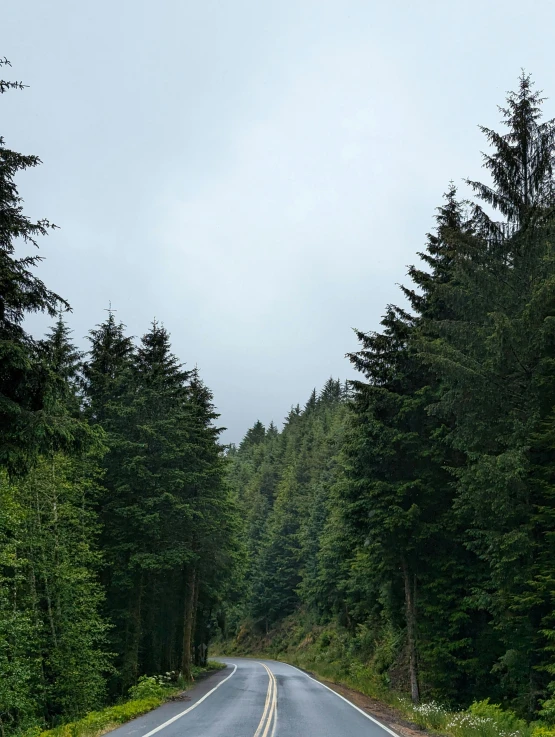 a road runs between tall pine trees and another area with an empty road