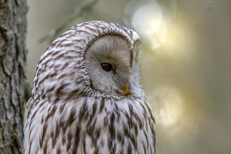 an owl sitting on top of a tree nch