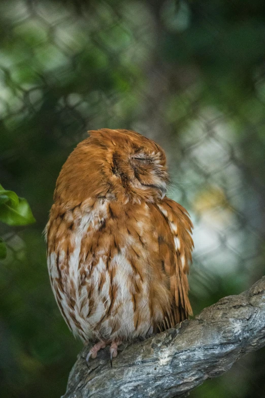 a small bird perched on a tree nch