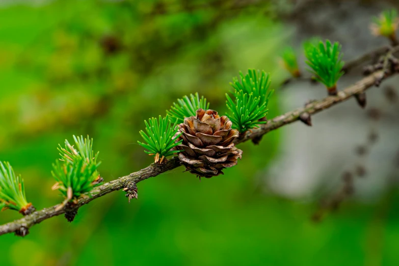 a close up s of a small pine cone