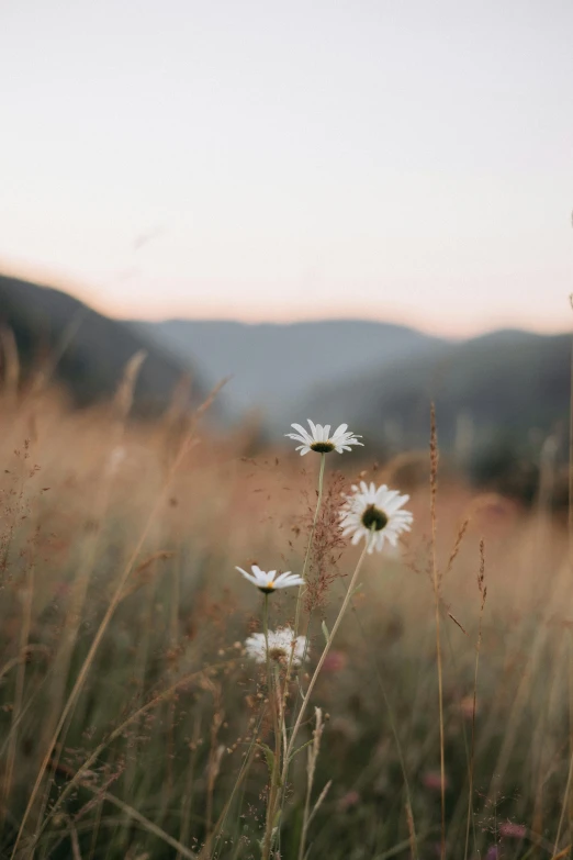 a field with tall grass and white flowers