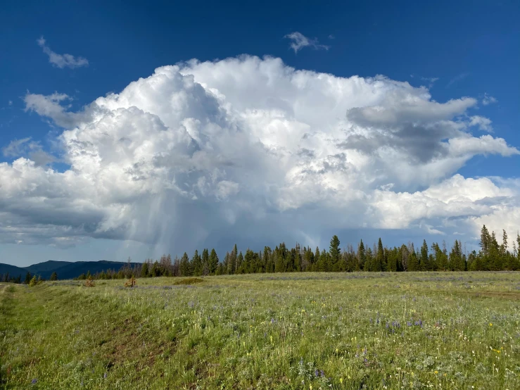 some trees and grass under a big cloud