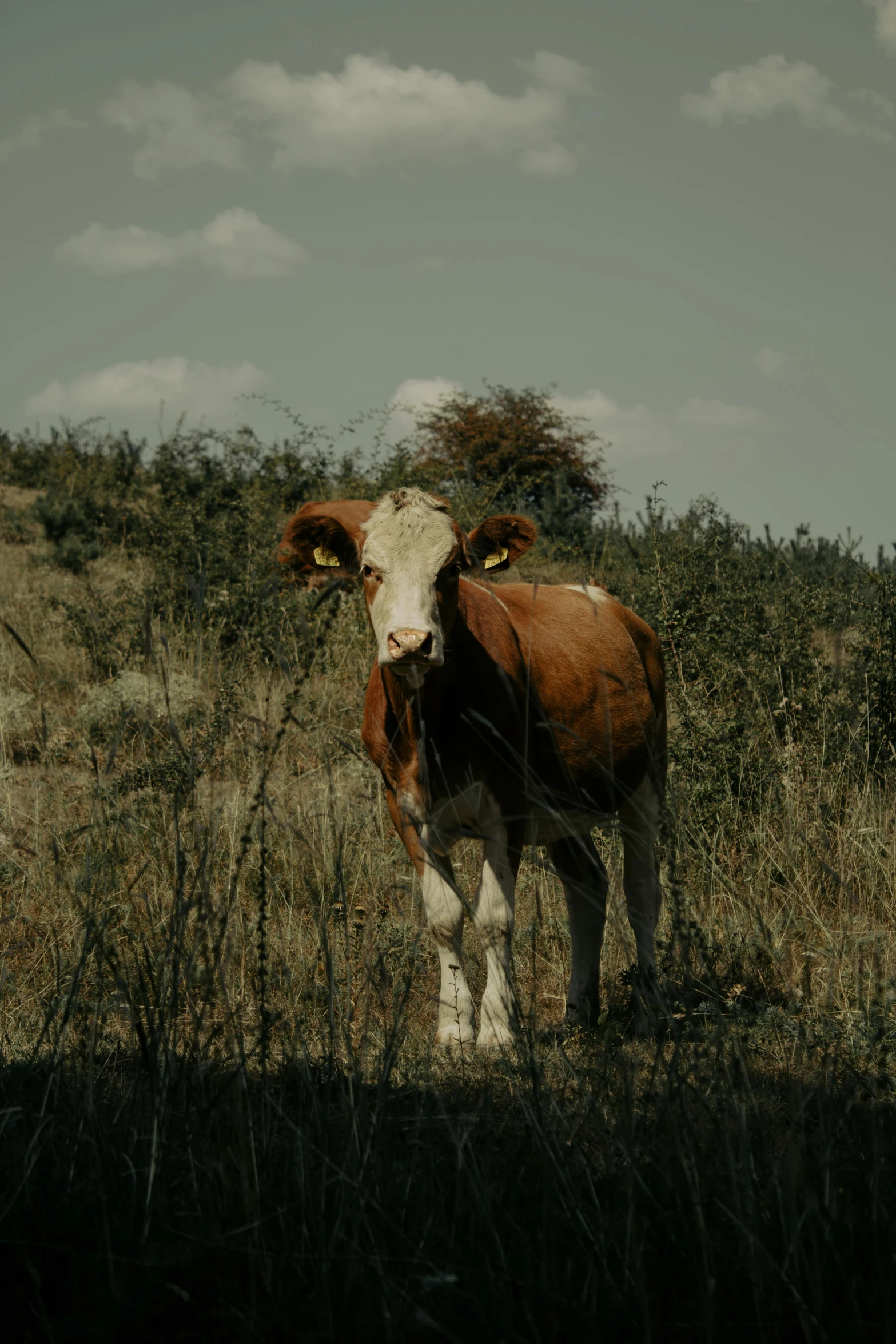 an old, horned brown and white cow is shown looking at the camera