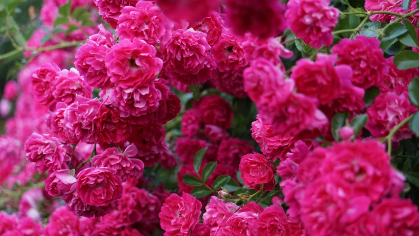 a bush that has pink flowers growing on it