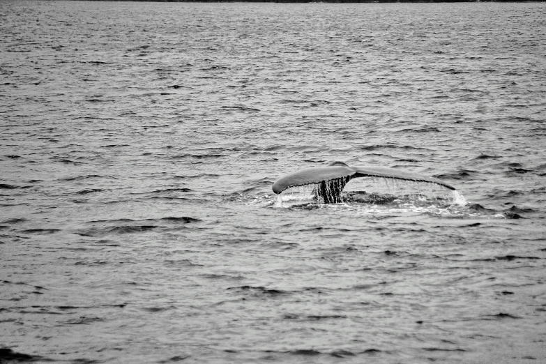 a whale's tail is sticking out of the water