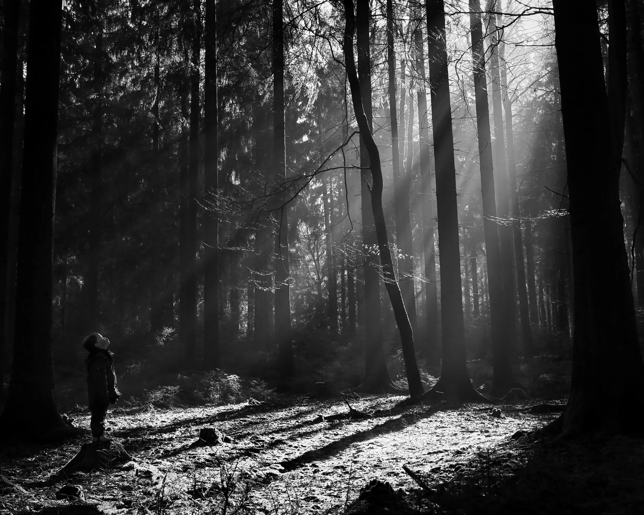 a person standing in a dark forest on a path