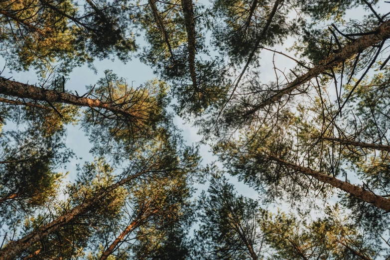 looking up at a group of trees with leaves