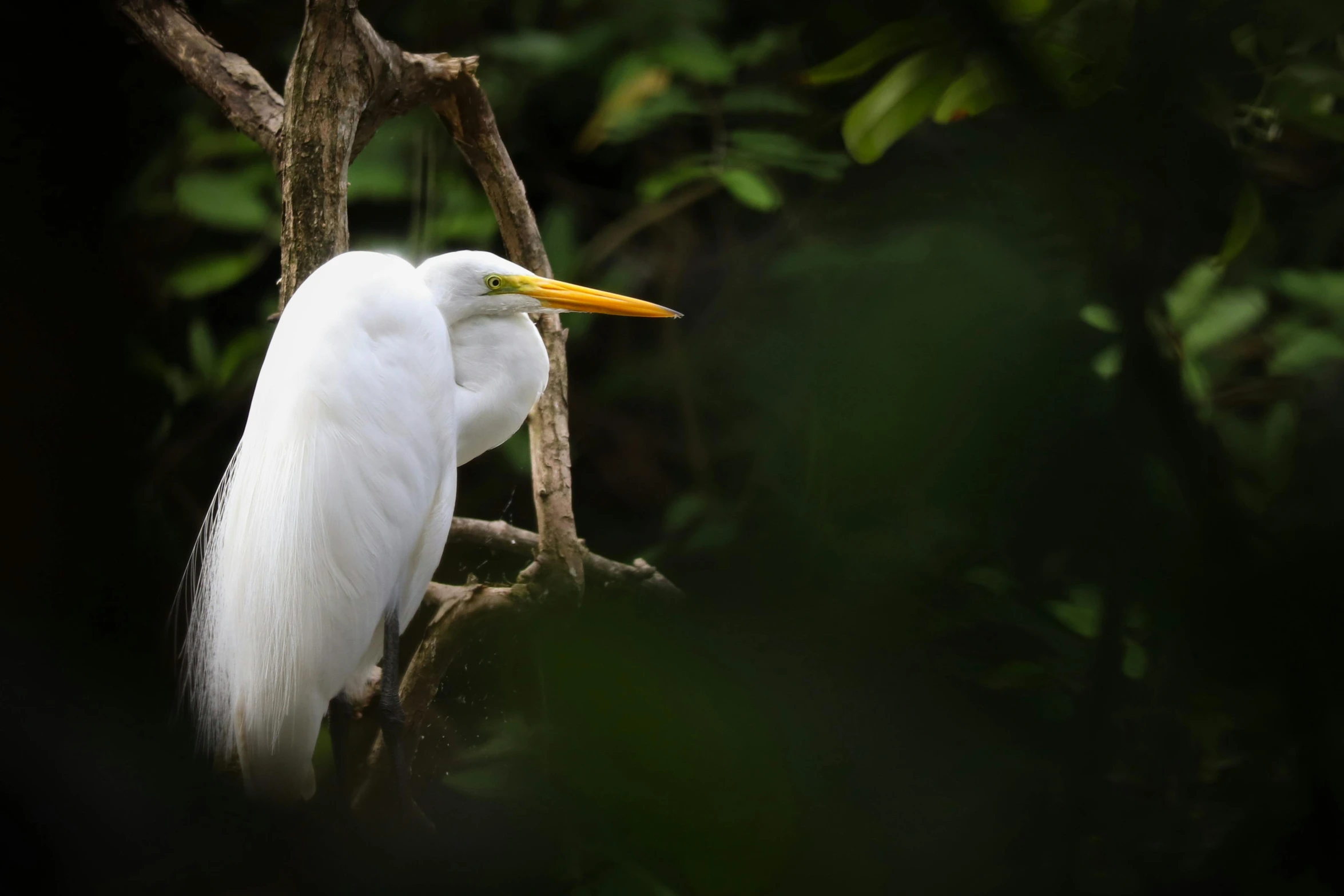 a white bird is sitting on top of a tree nch